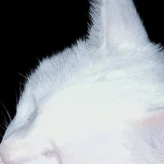 Snowbell The Cat