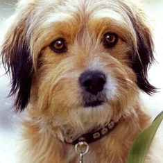 Benjean