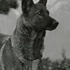 Klondike the Dog