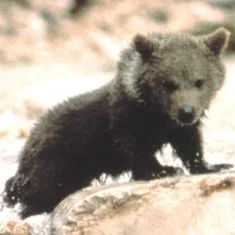 Douce the Bear