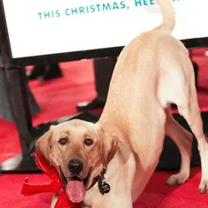 Clyde the Dog