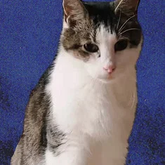 Cheeze the Cat