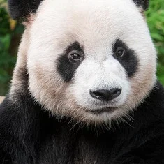 Le Bao