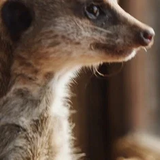 Elvis the Meerkat
