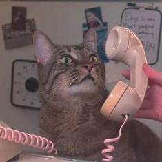 Burton the Cat