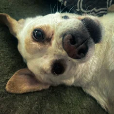 Daisy