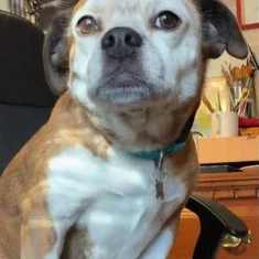 Dorothy the Dog