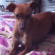 Magrelo