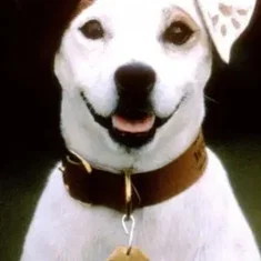 Soccer the Dog