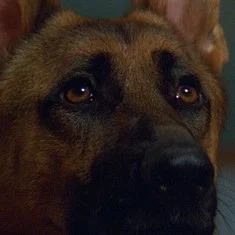 Primo the Dog