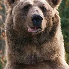 медведь Стёпа
