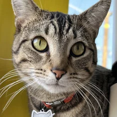 Wolfie The Cat