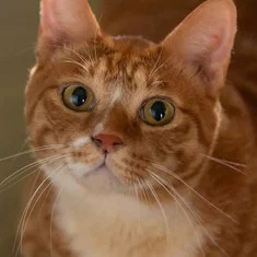 Geumdong-i