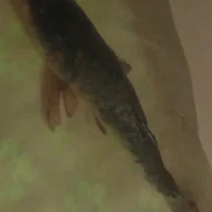 Carp