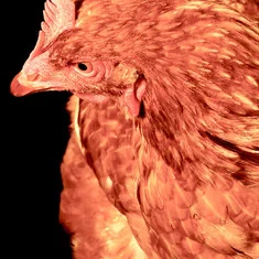 The Chicken