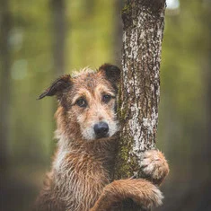 Kodi