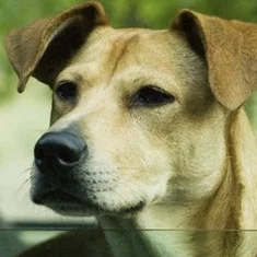 Lucy the Dog