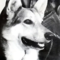 Cão King
