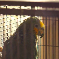 Charlie The Parrot