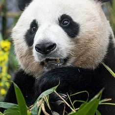 Ai Bao