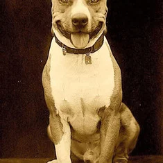 Luke the Dog