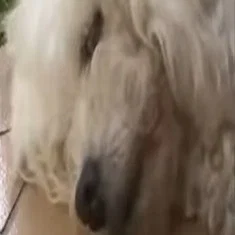 Perlita