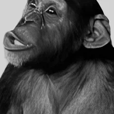 Tamba