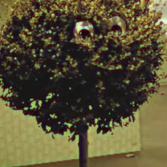 Bosso Magnol