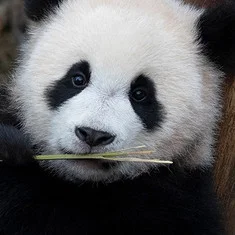 Hui Bao