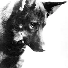 Rin-Tin-Tin