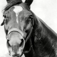 Man o' War