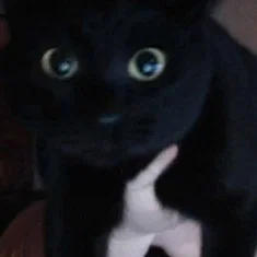 Kitty