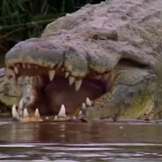 Gustave the Crocodile