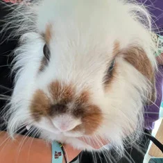 Bernard (lapin)