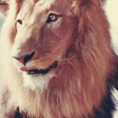 Zamba