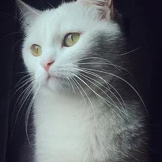Pari