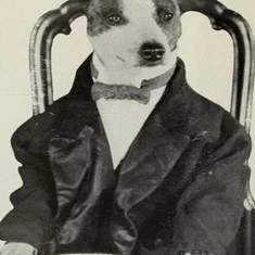 Brownie the Wonder Dog