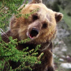 Bozo the Bear
