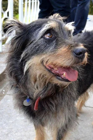 Taz Bear