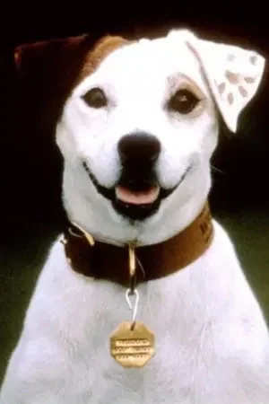 Soccer the Dog