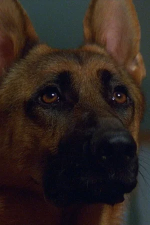 Primo the Dog