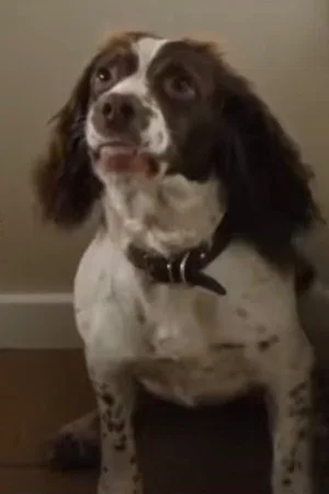 Rosa the Dog