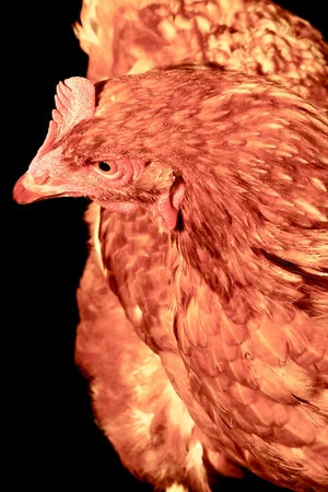 The Chicken