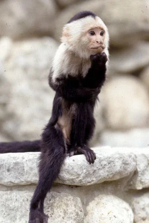 Binx the Monkey