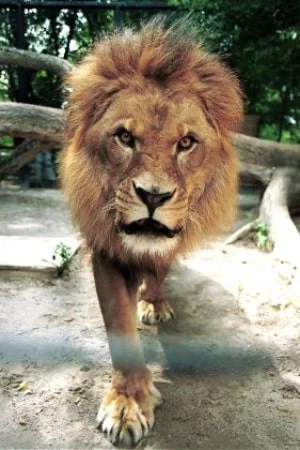 Фото: Caesar the Lion
