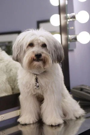 Фото: Pudsey