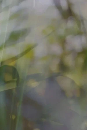 Постер: Nostalgic Repetitions: Alson's Garden, Part One