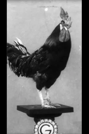 Постер: Le Coq dressé de Cook et Rilly