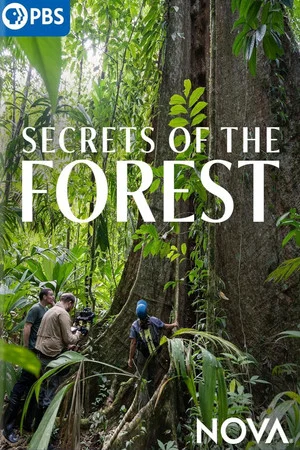 Постер: Secrets of the Forest