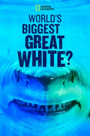 Постер: World's Biggest Great White?